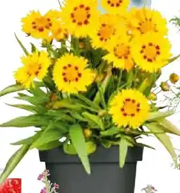 Hellweg Staudenkollektion Indian Summer Angebot