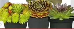 Hellweg Hauswurz Angebot