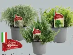 Globus Baumarkt Herbst- und Duftkräuter Aromi di Alfonso Angebot