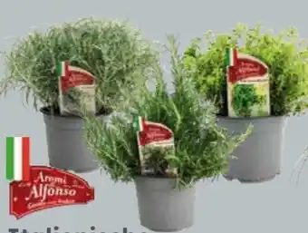 Globus Baumarkt Herbst- und Duftkräuter Aromi di Alfonso Angebot