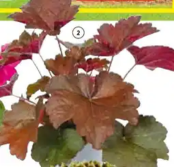 Hellweg Herbstzauber Angebot