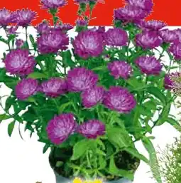Hellweg Herbstaster Angebot