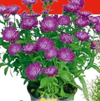 Hellweg Herbstaster Angebot