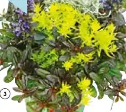 Hellweg Herbstpflanzen-Trio TrioLino Angebot