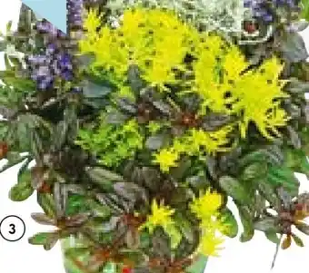 Hellweg Herbstpflanzen-Trio TrioLino Angebot