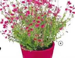 Hellweg Glockenheide Angebot