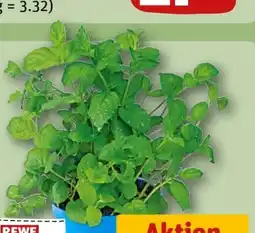 REWE Rewe Regional Minze im Topf Angebot