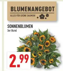 Marktkauf Sonnenblumen Angebot