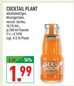 Marktkauf Cocktail plant sex on the beach Angebot
