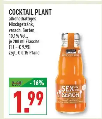 Marktkauf Cocktail plant sex on the beach Angebot