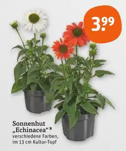 tegut Sonnenhut 'echinacea' Angebot