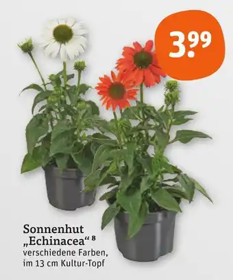 tegut Sonnenhut 'echinacea' Angebot