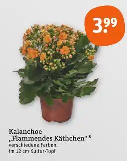 tegut Kalanchoe flammendes käthchen Angebot