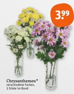 tegut Chrysanthemen Angebot