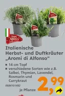 Globus Baumarkt Aromi di alfonso italienische herbst- und duftkräuter Angebot