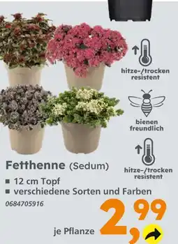 Globus Baumarkt Fetthenne (sedum) - rot Angebot