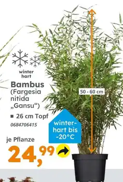 Globus Baumarkt Bambus (fargesia nitida 'gansu') Angebot