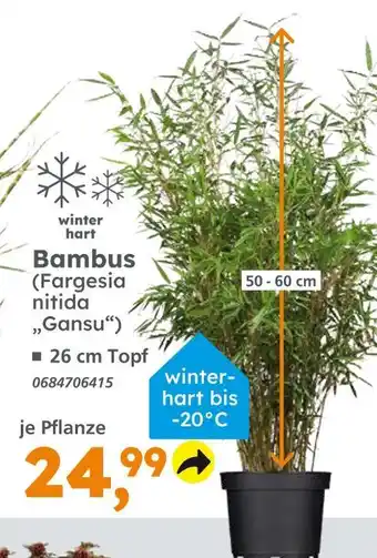 Globus Baumarkt Bambus (fargesia nitida 'gansu') Angebot
