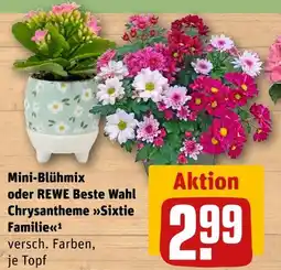 REWE Rewe beste wahl mini-blühmix oder chrysantheme sixtie familie Angebot