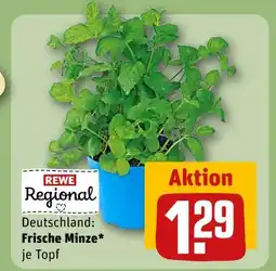 REWE Rewe regional frische minze Angebot