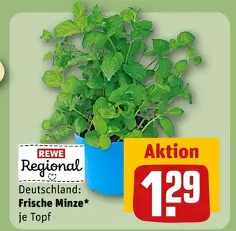REWE Rewe regional frische minze Angebot
