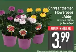 Edeka Chrysanthemen flowerpops abby Angebot