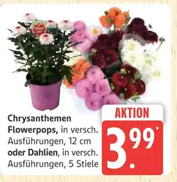 Marktkauf Chrysanthemen flowerpops Angebot