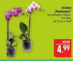 Marktkauf Orchidee phalaenopsis Angebot