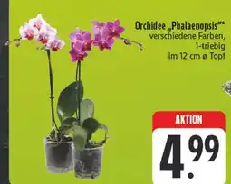 Edeka Orchidee phalaenopsis Angebot