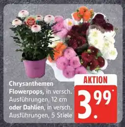 Edeka Chrysanthemen Flowerpops oder Dahlien Angebot