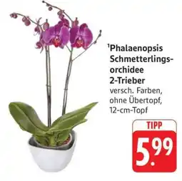 Edeka Phalaenopsis Schmetterlingsorchidee 2-Trieber Angebot