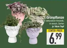 Edeka Grünpflanze in dekorativer Keramik Angebot