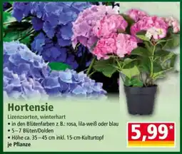 Norma Hortensie Angebot