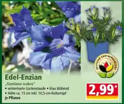 Norma Edel-Enzian Angebot
