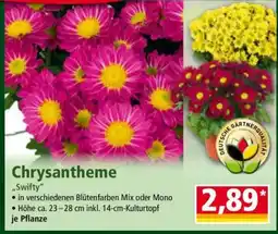 Norma Chrysantheme Angebot