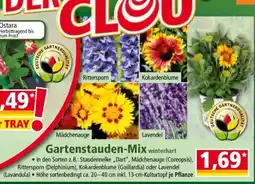 Norma Gartenstauden-Mix Angebot