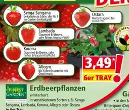 Norma Erdbeerpflanzen Angebot