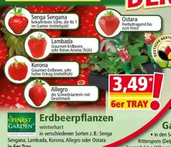 Norma Erdbeerpflanzen Angebot