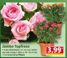 Norma Jumbo Topfrose Angebot