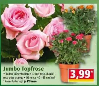 Norma Jumbo Topfrose Angebot