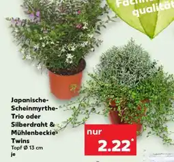 Kaufland Japanische-Scheinmyrthe-Trio oder Silberdraht & Mühlenbeckie-Twins Angebot