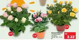Kaufland Sommerblumen Angebot
