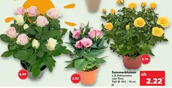 Kaufland Sommerblumen Angebot