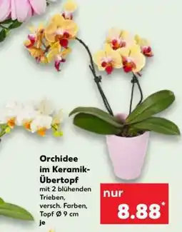Kaufland Orchidee im Keramik- Übertopf Angebot