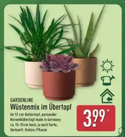 Aldi Nord Wüstenmix im Übertopf Angebot