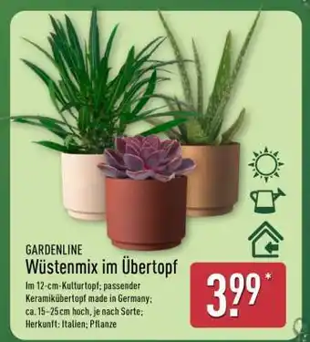 Aldi Nord Wüstenmix im Übertopf Angebot