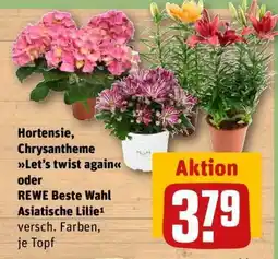 REWE Hortensie, Chrysantheme Let’s twist again oder REWE Beste Wahl Asiatische Lilie Angebot