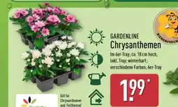 Aldi Nord GARDENLINE Chrysanthemen Angebot