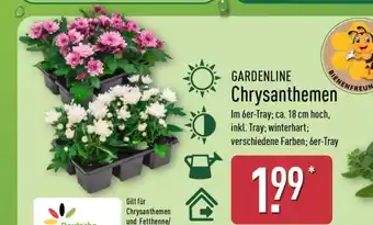 Aldi Nord GARDENLINE Chrysanthemen Angebot
