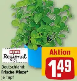 REWE Frische Minze Angebot